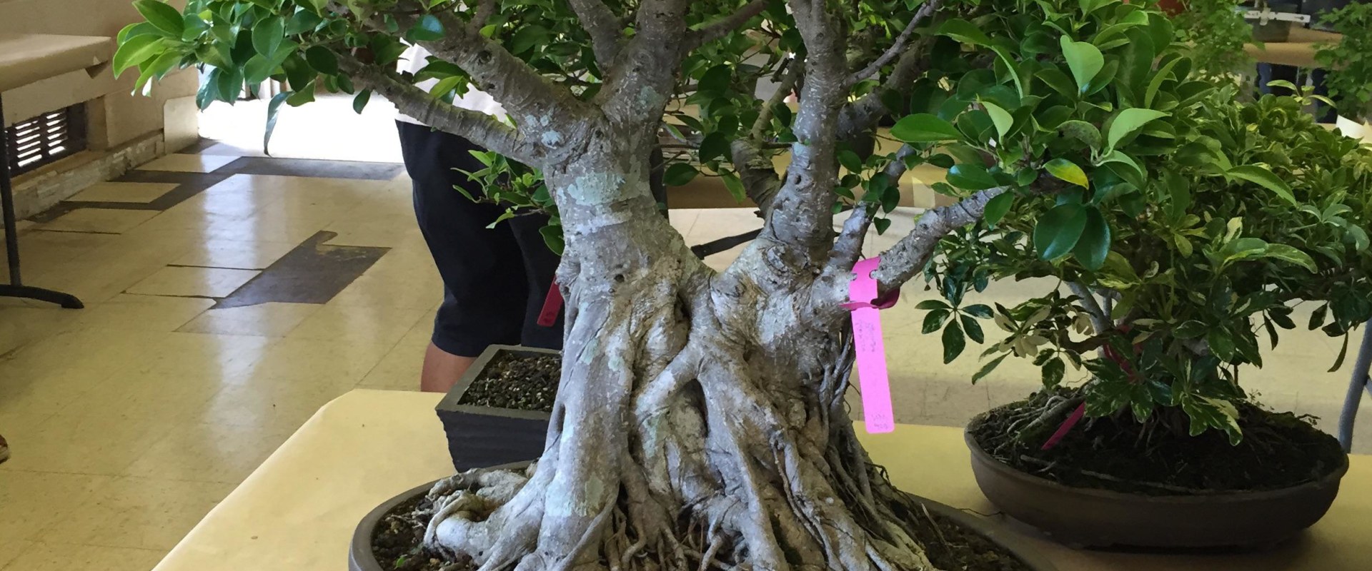 The Best Time to Repot Bonsai Trees in Honolulu