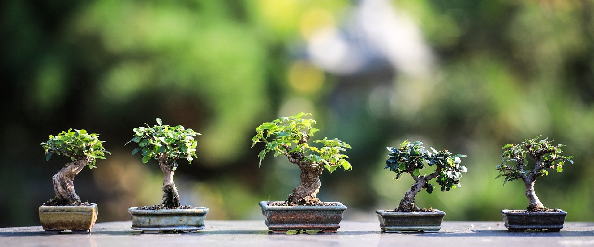 The Fascinating History of Bonsai Trees in Honolulu