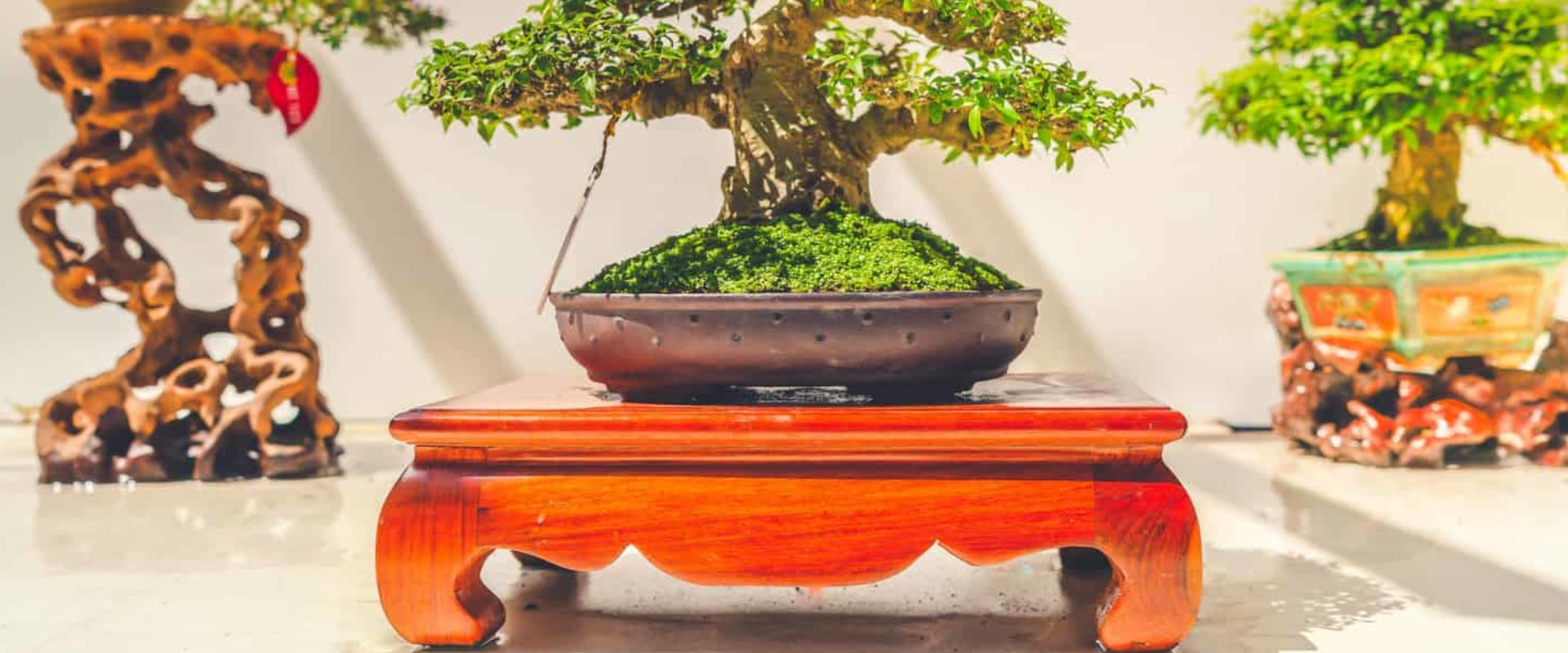 The Art of Bonsai: Shaping and Styling Techniques in Honolulu