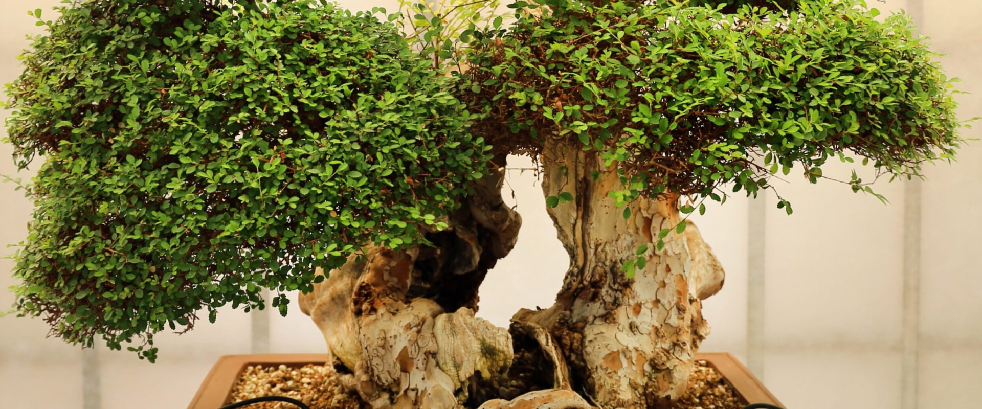 The Cultural and Spiritual Significance of Bonsai Trees in Honolulu