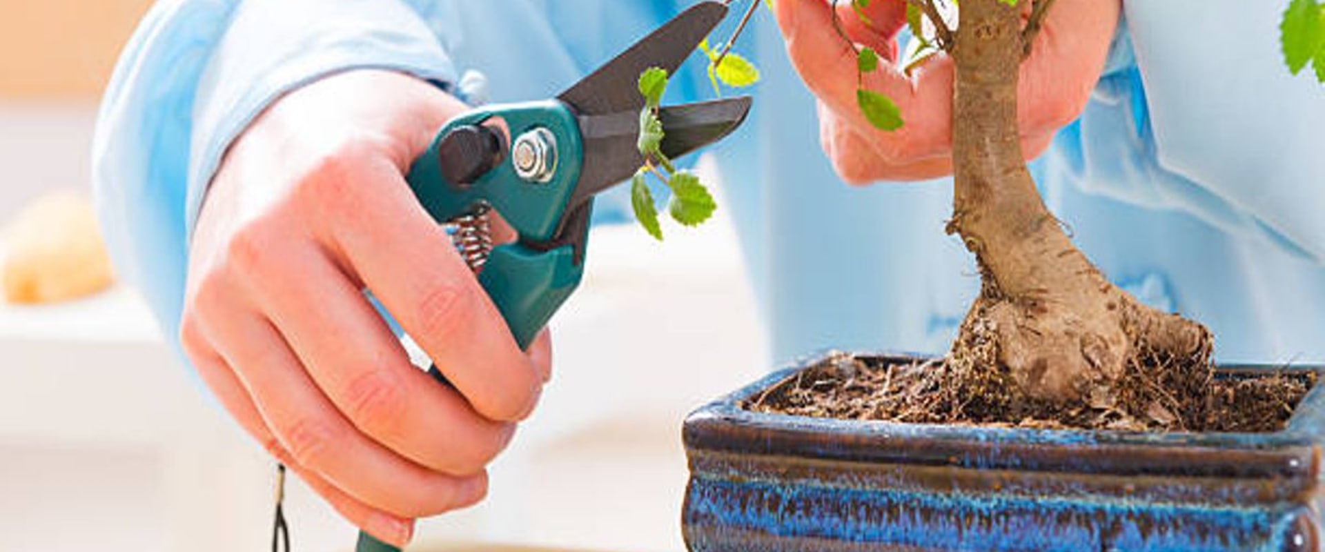 Avoid These Mistakes When Caring for a Bonsai Tree in Honolulu