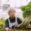 Exploring the Traditional Practices and Rituals of Bonsai Trees in Honolulu
