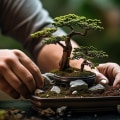 The Art of Bonsai in Honolulu: A Guide to Training and Caring for Your Miniature Trees
