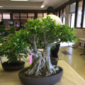 The Best Time to Repot Bonsai Trees in Honolulu