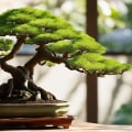 The Impact of Honolulu's Climate and Environment on Bonsai Tree Growth