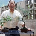 Bringing Bonsai to Honolulu: Expert Tips and Guidelines