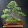 Exploring the Best Locations for Bonsai Trees in Honolulu