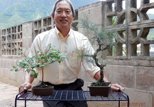 Bonsai in Honolulu: Regulations and Tips for Owning a Bonsai Tree
