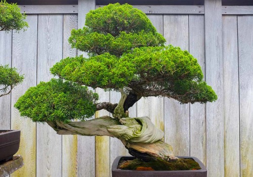 The Art of Bonsai: A Guide to Pruning and Shaping Bonsai Trees in Honolulu