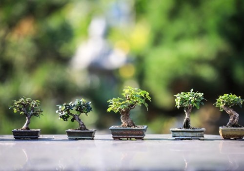 The Fascinating History of Bonsai Trees in Honolulu