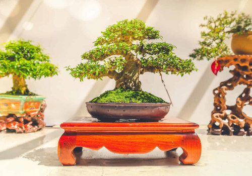 The Art of Bonsai: Shaping and Styling Techniques in Honolulu