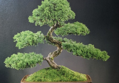 Exploring the Fascinating World of Bonsai Trees in Honolulu