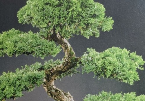 Creating Stunning Miniature Landscapes with Bonsai Trees in Honolulu